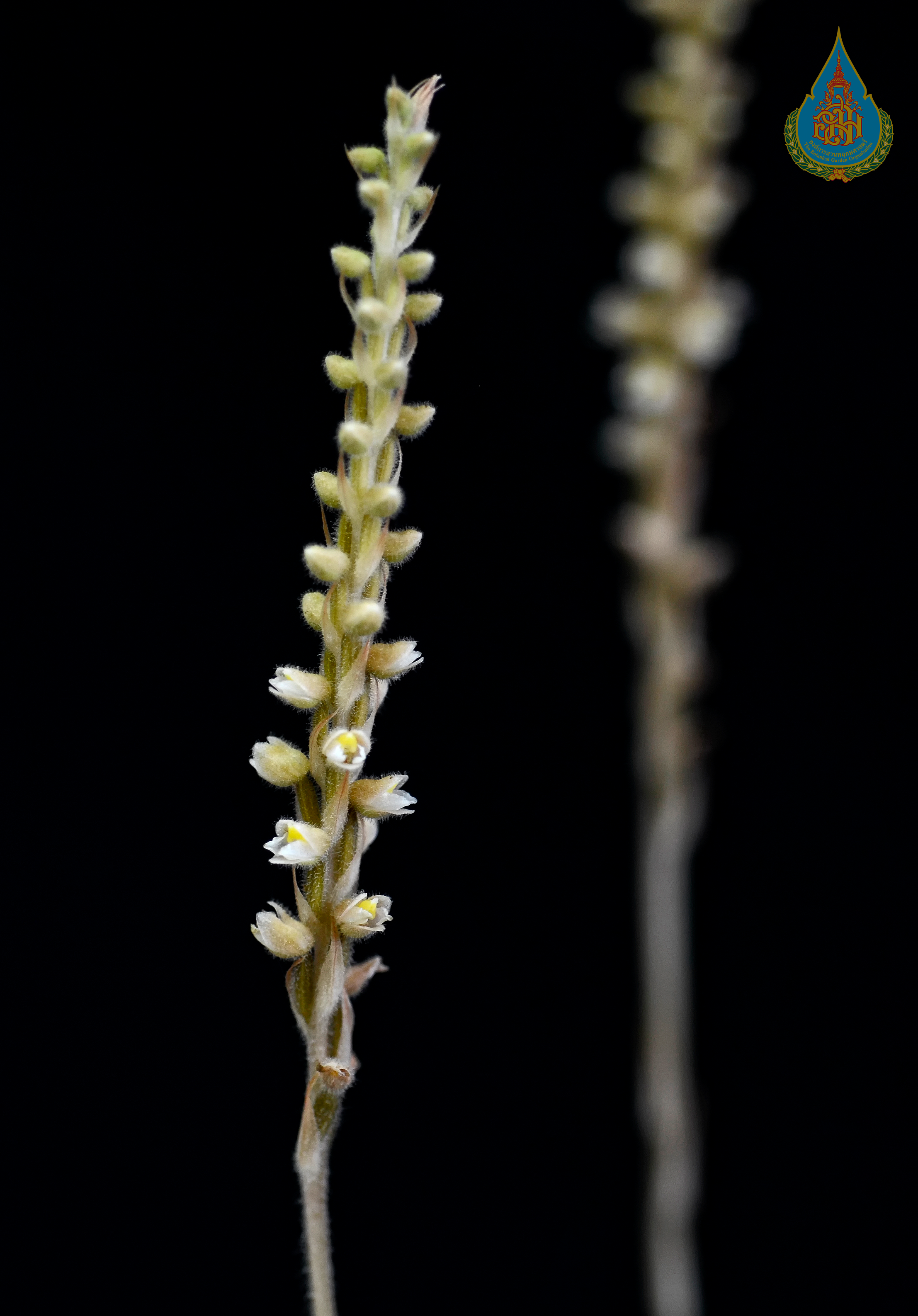 เอื้องดินดอกหม่น Hetaeria oblongifolia Blume<br/>ORCHIDACEAE